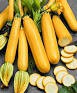 courgette Gold Rush